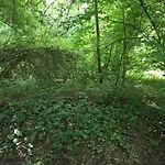 Un Coin De Foret