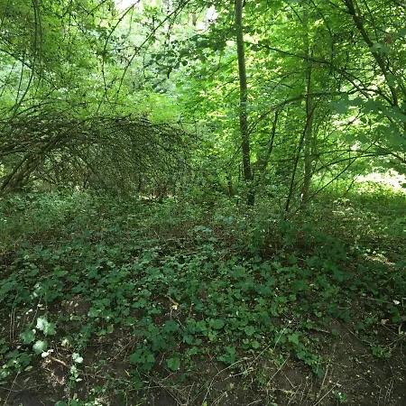Un Coin De Foret